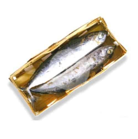 Ikan Tongkol